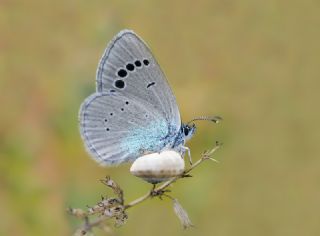 Karagz Mavisi (Glaucopsyche alexis)