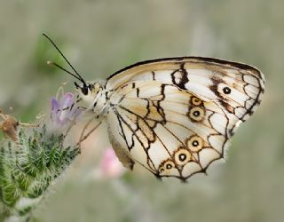 Anadolu Melikesi (Melanargia larissa)
