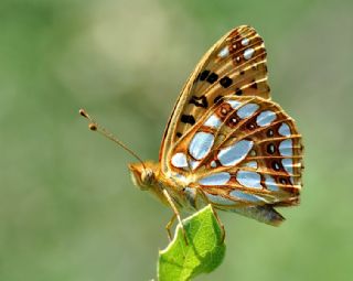 spanyol Kraliesi (Issoria lathonia)