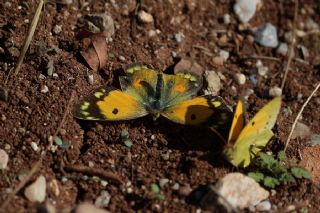 Sar Azamet (Colias croceus)