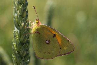 Sar Azamet (Colias croceus)