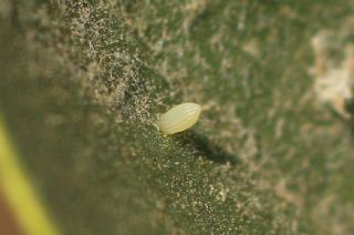 Mezopotamya Kolotisi (Colotis fausta)