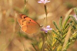 Mezopotamya Kolotisi (Colotis fausta)