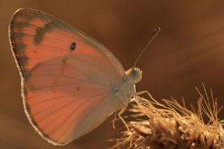 Mezopotamya Kolotisi (Colotis fausta)