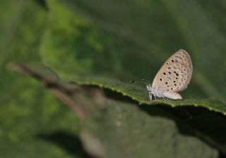 Karsandra (Zizeeria karsandra)
