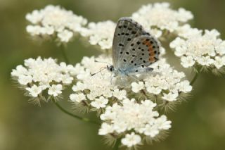 Himalaya Mavisi (Pseudophilotes vicrama)