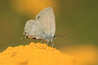 Sevbeni (Satyrium abdominalis)