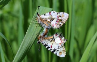 Diken Kelebei (Vanessa cardui)