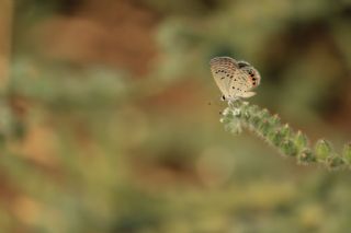 Mcevher Kelebei (Chilades trochylus)