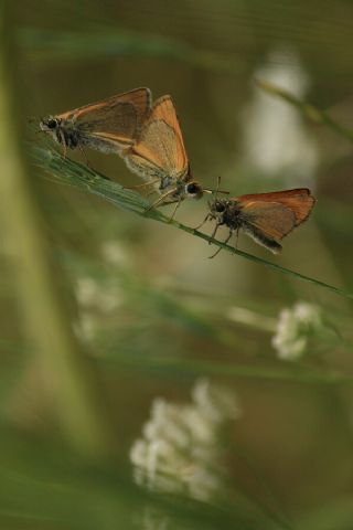 Sar Antenli Zpzp (Thymelicus sylvestris)