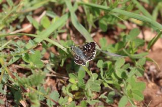 Kzl Zpzp (Spialia orbifer)