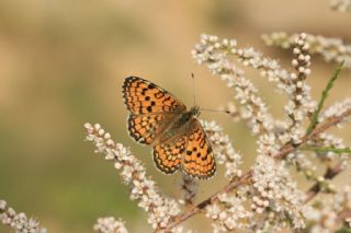 Hatayl parhan (Melitaea collina)