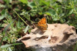 Hatayl parhan (Melitaea collina)