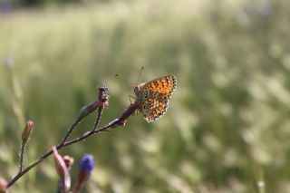 Cezayirli parhan (Melitaea ornata)