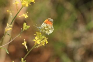 Step Ssls (Anthocharis gruneri)