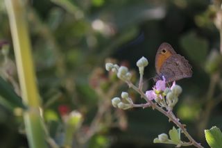 Kk Esmerperi (Hyponephele lycaon)