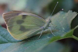 Byk Beyazmelek  (Pieris brassicae)