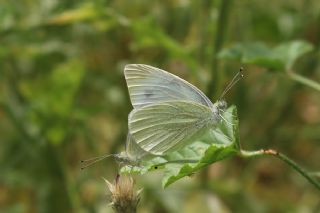 Yalanc Beyazmelek (Pieris pseudorapae)