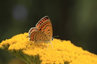 Kermanah (Lycaena kurdistanica)