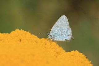 Mavi Sevbeni (Satyrium armenum)