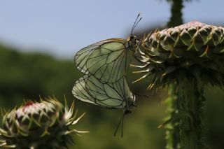 Al Beyaz (Aporia crataegi)