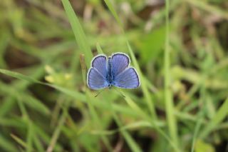 okgzl Gzel Mavi (Polyommatus bellis)