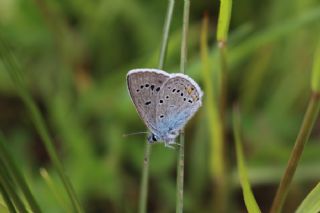 okgzl Gzel Mavi (Polyommatus bellis)