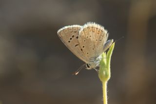 okgzl Kk Turan Mavisi (Polyommatus cornelius)