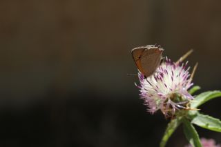 Benekli Bakr Gzeli (Lycaena phlaeas)