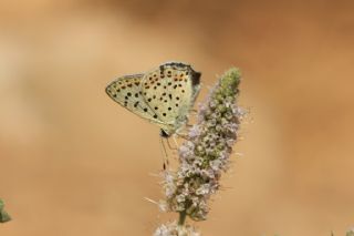sli Bakr Gzeli (Lycaena tityrus)