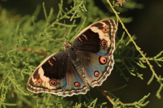 Dicle Gzeli (Junonia orithya)