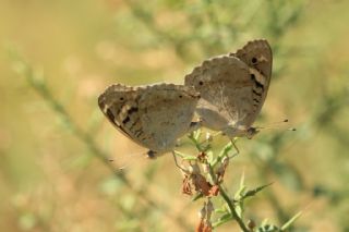 Dicle Gzeli (Junonia orithya)