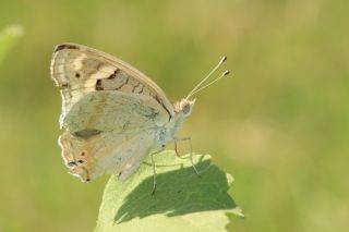 Dicle Gzeli (Junonia orithya)