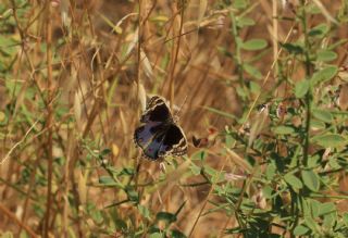 Dicle Gzeli (Junonia orithya)