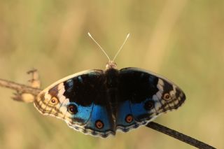 Dicle Gzeli (Junonia orithya)