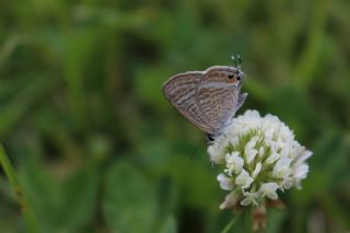 Lampides (Lampides boeticus)