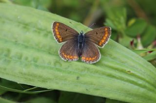 okgzl Mavi (Polyommatus icarus)