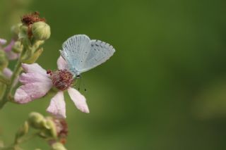 Kutsal Mavi (Celastrina argiolus)