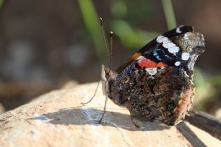 Atalanta (Vanessa atalanta)