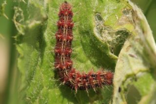 Diken Kelebei (Vanessa cardui)