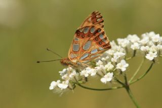 spanyol Kraliesi (Issoria lathonia)