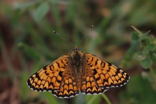 parhan (Melitaea cinxia)