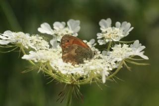 Kk Zpzp Perisi (Coenonympha pamphilus)