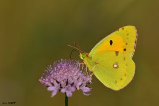 Sar Azamet (Colias croceus)