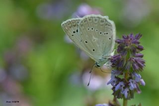 okgzl Dafnis (Polyommatus daphnis)