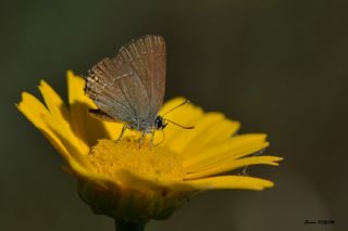 Minik Sevbeni (Satyrium acaciae)
