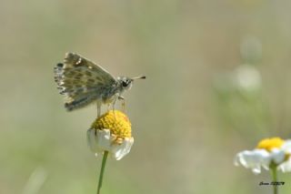 ark Zpzp (Carcharodus orientalis)