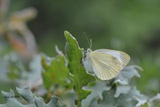 Kk Beyazmelek (Pieris rapae)