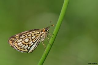 Beyaz Benekli Zpzp (Heteropterus morpheus)