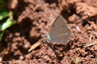 Anormal okgzl (Polyommatus admetus)